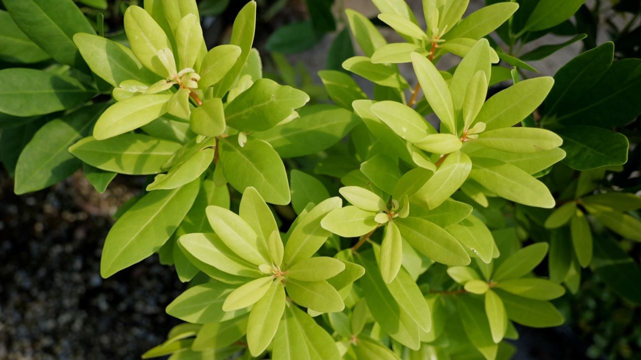 Get It Growing: Florida Sunshine anise is newest Louisiana Super Plant